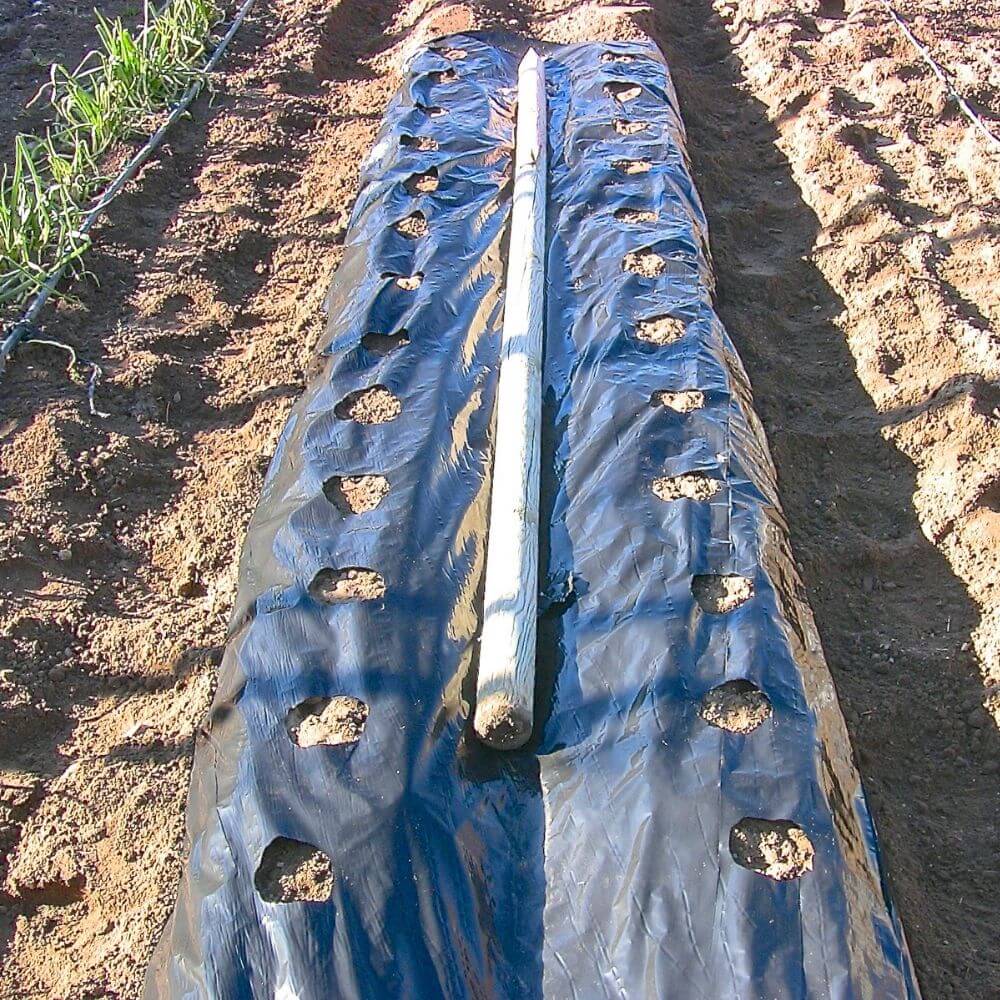 Plástico negro para siembra - Plásticos y PVC de Agricultura ⎜Gardeneas
