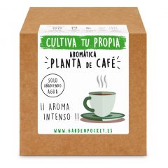 kit-semillas-coffea-arabica-cafe